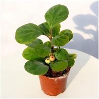 小盼菩提小苗(不带果) 不含盆 小盼菩提发财树盆栽办公室室内绿植四季常青开业招财带果发货