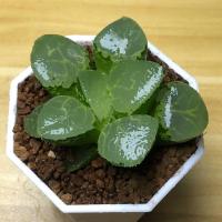 池田沁影玻璃克寿5-7cm 带盆栽好 特价OM紫王玉露锦十二卷一物一拍多肉植物冰灯玉露万象Haworthia