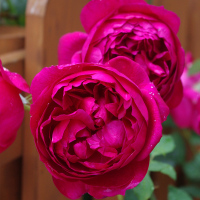 秋日胭脂浓香大盆扦插栽好中苗绿植盆栽花卉庭院阳台