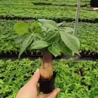 单棵发财树1颗[原盆] 不含盆 发财树盆栽室内客厅桌面绿植小盆景小发财树苗招财树吸甲醛植物