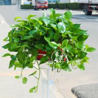 其他颜色 大盆绿萝—不带花 带盆栽好 武汉大叶绿萝柱盆栽室内客厅净化空气大型绿化办公室绿植吸甲醛