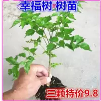 幸福树树苗三颗特价 不含盆 平安树幸福树盆栽大型绿植花卉树苗小盆栽室内客厅办公室植物