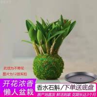 [不带花5苗]香水石斛 年底开花 裸根不带土 冬带花苞浓香澳洲香水双色送盆石斛兰花苗浓易活好养常青花卉盆栽