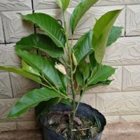 白兰50-60厘米 不含盆 白兰盆栽植物室内浓香型绿植花卉卧室四季带花苞粗杆老桩黄兰树苗