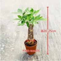 发财树杆粗3—4cm 含盆 发财树盆栽植物室内客厅招财树四季常青净化空气吸甲醛绿植小盆景