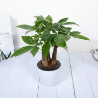懒人盆(三株) 带盆栽好 发财树盆栽植物招财小盆景好养易活绿植客厅办公室内桌面水培花。