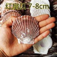 7-8cm红扇贝(50片装) 扇贝壳烧烤用白色天然大扇蒸扇贝夏威夷半壳大贝壳蒜蓉粉丝