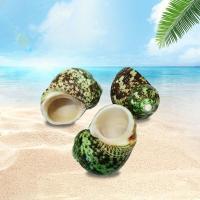 6-8口径3-4 天然海螺贝壳大螺壳绿蝾螺创意风饰品鱼缸造景寄居蟹壳