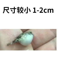 印尼斑马狗头1-2cm1条装 包活包牙口 斑马狗头鱼皇冠毛毛狗头鱼河豚木瓜狗头河豚宠物热带淡水观赏鱼