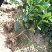 佛手3年苗一颗 佛手苗盆栽金华佛手柑可食用观赏北方果苗室内外种植老桩带果发货