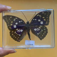 大紫蛱蝶 其他长方形尺寸 独立 蝴蝶标本摆件真蝴蝶展翅儿童学生观察昆虫标本真虫手创意透明盒装