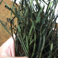 景迈大螃蟹脚茶普洱古茶树寄生春茶生茶散茶普洱特产螃蟹脚500g