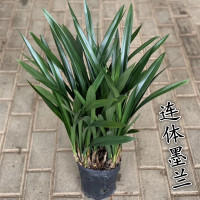 墨兰两苗裸根 兰花苗墨兰春兰蕙兰建兰四季兰香兰除甲醇办公室阳台客厅绿植盆栽