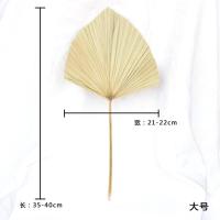 斜底扇形大 树叶 迷你蒲扇棕榈蒲葵树叶干婚庆客栈书吧森系花篮瓶插花布置道具干枝