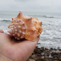 8-9CM左右 天然大海螺大贝壳胭脂螺玫瑰螺鱼缸珊瑚造景送人生日礼物海螺标本