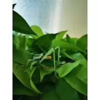 一只蝈蝈 手工艺品玻璃琉璃摆件 仿真蝈蝈绿植花艺家居装饰送朋友老人