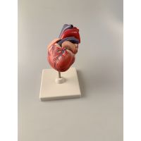 心脏解剖模型三倍大 生物学教学用具 实验用具