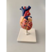 心脏自然大模型 初高中生生物学 教学教具实验器材