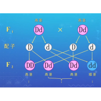 性状分离比的模拟实验