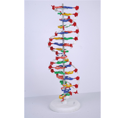 DNA结构模型 高中生物 实验器材 教学仪器