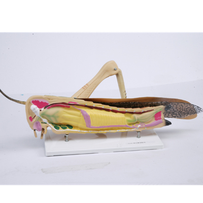 蝗虫解剖模型 可拆卸教学演示模型昆虫学教学仪器实验器材教具实验器材