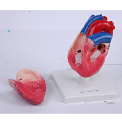 心脏解剖模型3倍大超彩超心脏模型拆卸医学自然大心脏教学