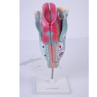 喉解剖模型 人体鼻腔口腔咽喉解剖模型