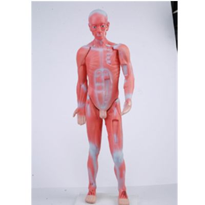 人体肌肉模型 全身肌肉模型 人体浅层肌肉解剖标本 彩色
