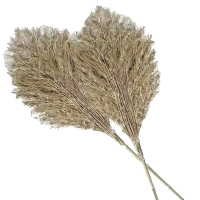 蒙浩博 扫帚 大竹扫帚庭院扫帚 竹子 10把 捆