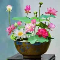 [补贴10%]四季开花荷花种子水培植物花卉室内客厅水养莲花好养碗莲睡莲盆栽