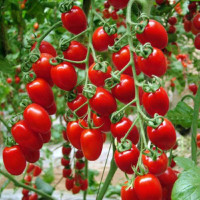 瀑布小番茄种子千禧樱桃番茄圣女果种籽苗四季播黄蔬菜种孑种植