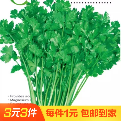 大叶香菜种子四季种植蔬菜种子菜籽秋冬阳台花盆菜孑可食用