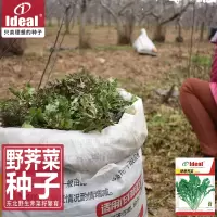 荠菜种子野生荠菜种子老品种荠荠菜种子耐寒野荠菜种子籽理想农业