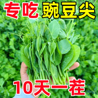 [补贴10%]豌豆种子甜豌豆尖种籽专吃豌豆苗四季播种龙须豌豆荷兰豆蔬菜种孑