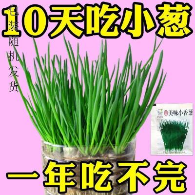 [补贴10%]四季小香葱种子阳台小葱种子家庭种植盆栽葱种子易种蔬菜种子