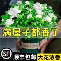 栀子花盆栽花卉植物室内绿萝箩阳台水培绿植茉莉花四季好养九里香