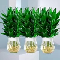 [补贴10%][竹来运转]观音竹富贵竹水培植物花卉绿植室内盆栽竹子好养