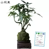 山利奥 茶台摆件 SLA-21/件