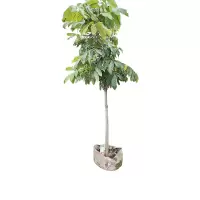 海铁科技龙眼树1.8-2.3米高/棵