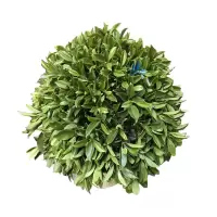 海铁科技非洲茉莉球0.8-1米高/盆