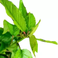 海铁科技樱桃树1.5-2米高/棵