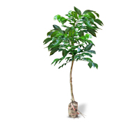 海铁科技黄皮树2m Φ7-10/棵