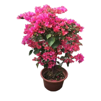 海铁科技三角梅1.5M/盆