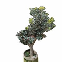 海铁科技杨梅树2m Φ7-10/棵