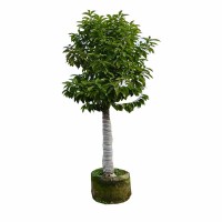 海铁科技白玉兰树3m Φ7-10/棵