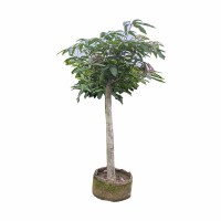 海铁科技芒果树2m Φ7-10/棵