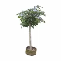 海铁科技芒果树2m Φ7-10/棵