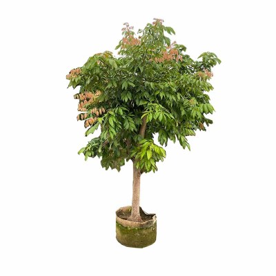 海铁科技荔枝树2m Φ7-10/棵