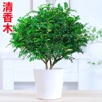 [补贴10%]清香胡椒木盆栽花卉室内外驱蚊草植物树苗老桩盆景九里香绿植客厅