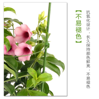 [补贴10%]爬藤盆栽花架支架蟹爪兰月季铁线莲阳台植物支撑架花撑子架子客厅收纳